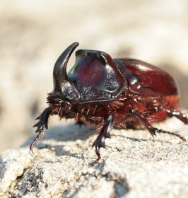 Insecticides 