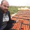 طماطم واد سوف 