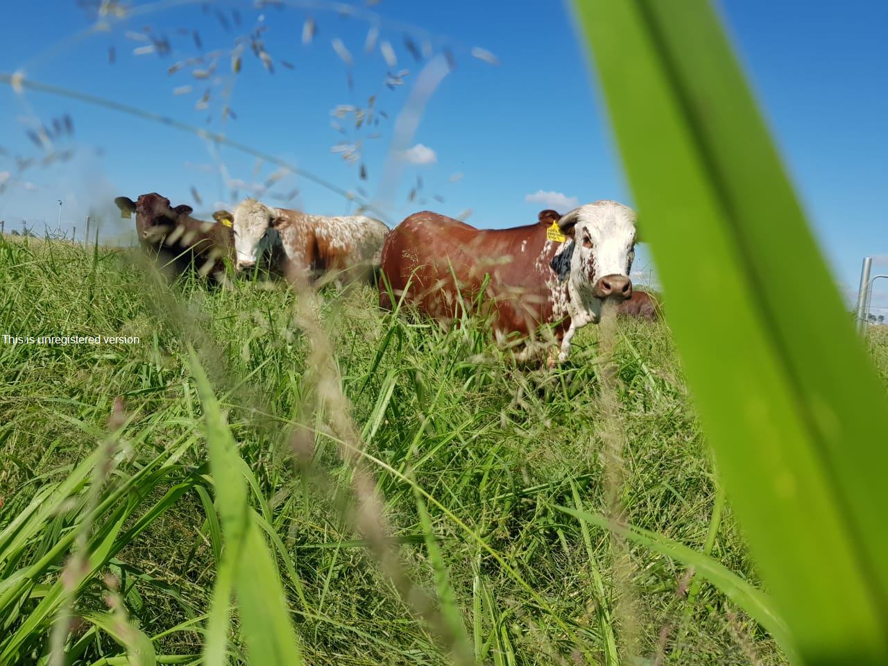 بالزراعة يكون للإنسان جذور في أرضه